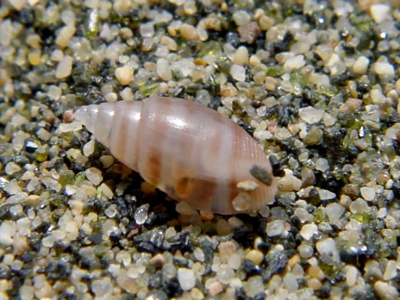 Acteon tornatilis